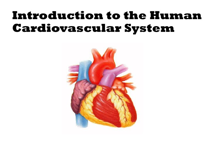 introduction to the human cardiovascular system