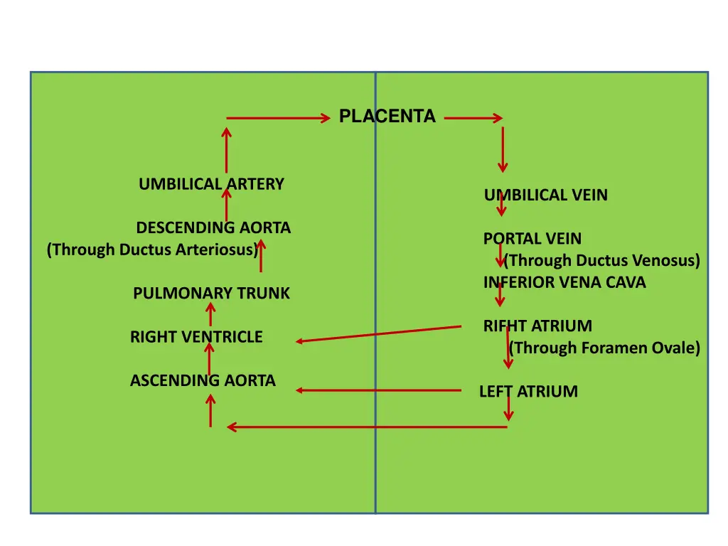placenta