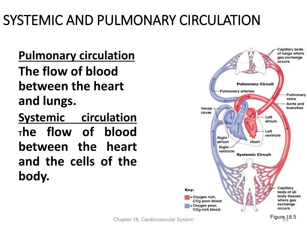 systemic and pulmonary circulation systemic