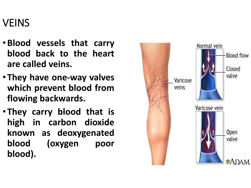 veins veins