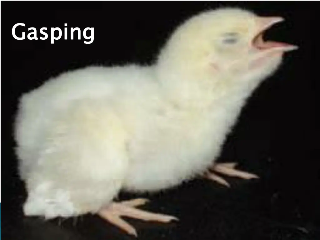 gasping