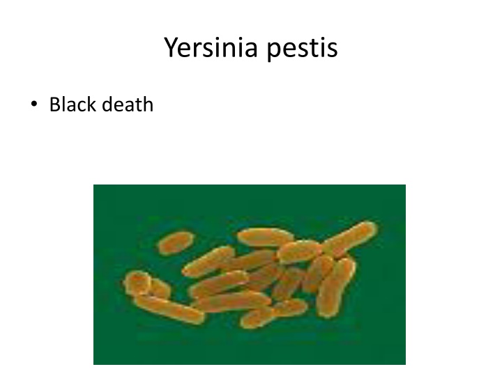 yersinia pestis