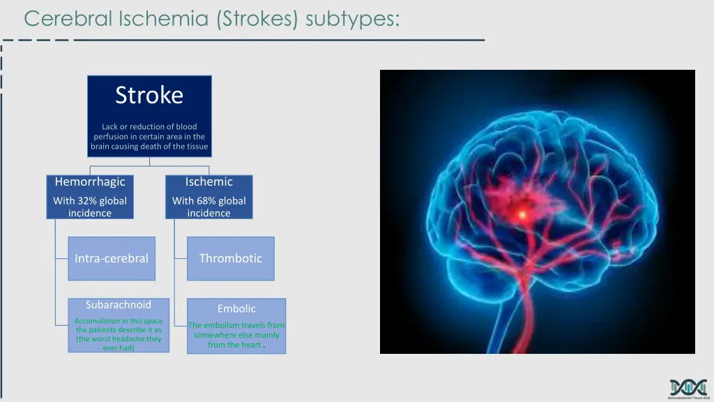 cerebral ischemia strokes subtypes