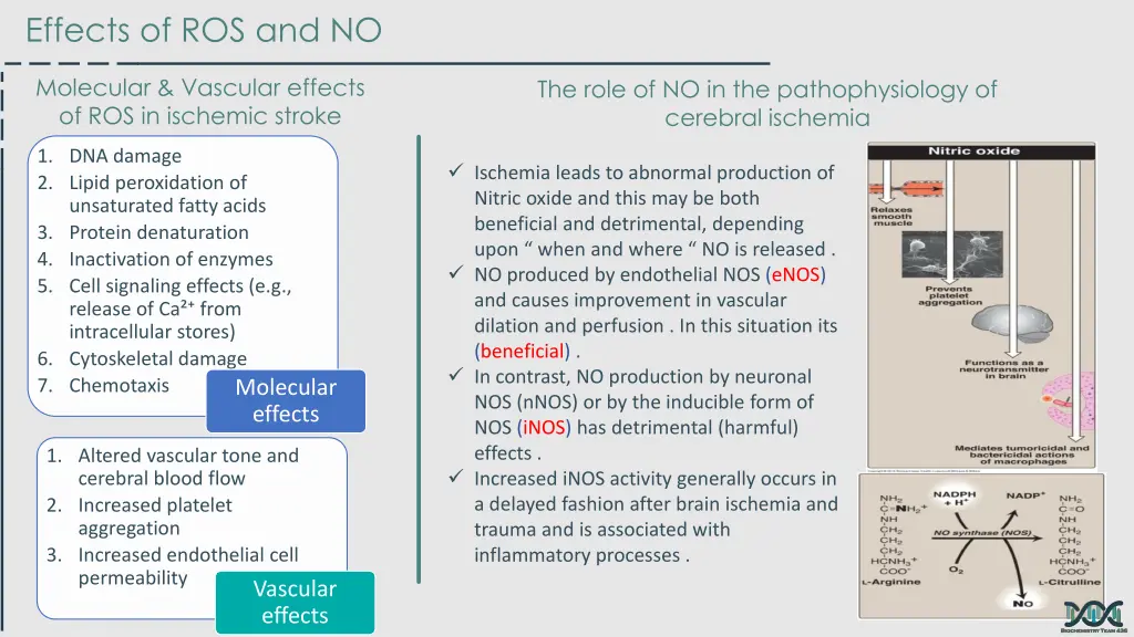 effects of ros and no