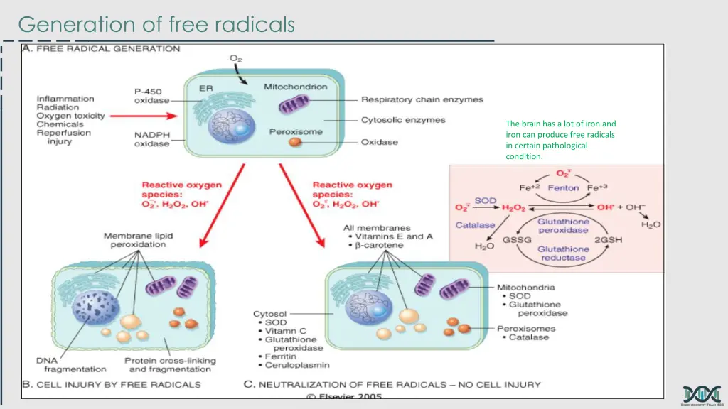 generation of free radicals