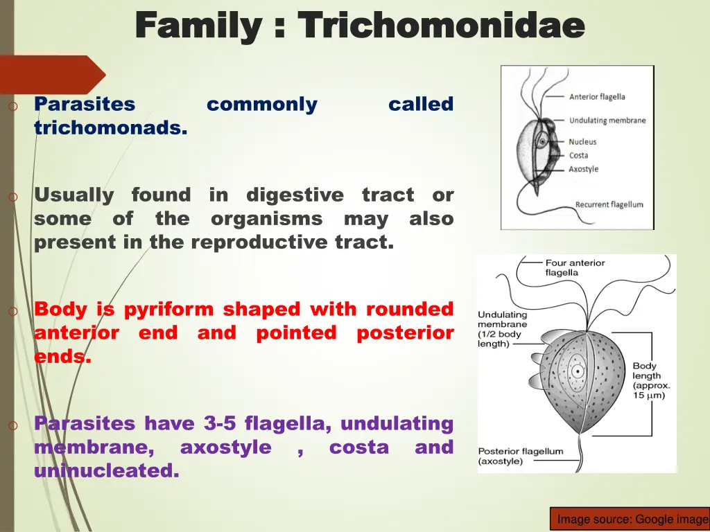 family family trichomonidae trichomonidae