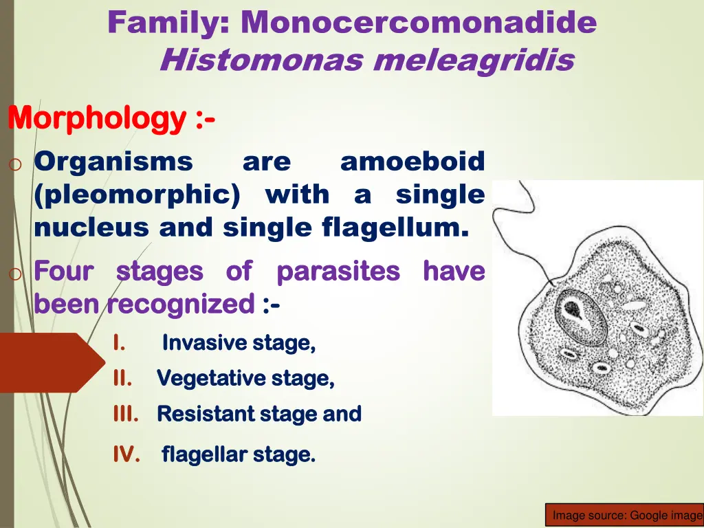 family monocercomonadide histomonas meleagridis