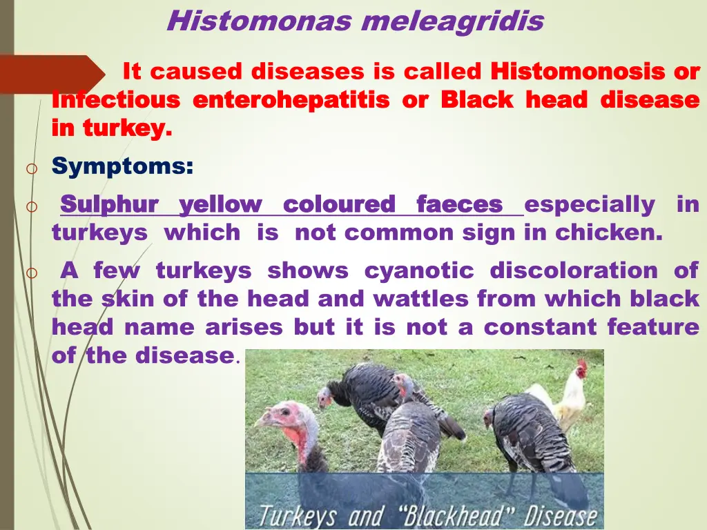 histomonas meleagridis 3