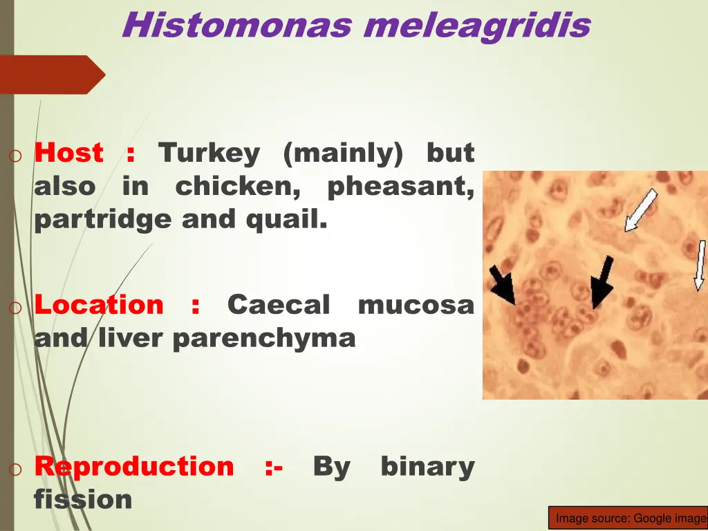 histomonas meleagridis