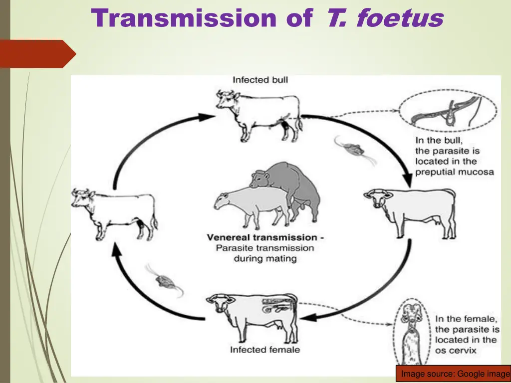 transmission of t foetus