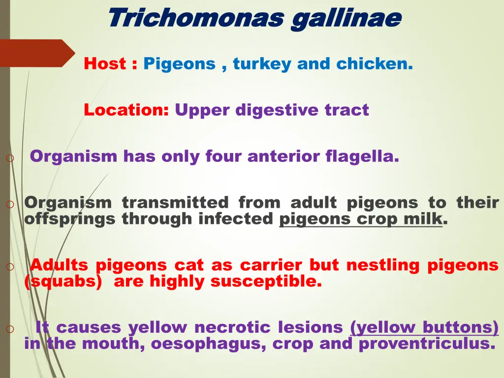 trichomonas trichomonas gallinae
