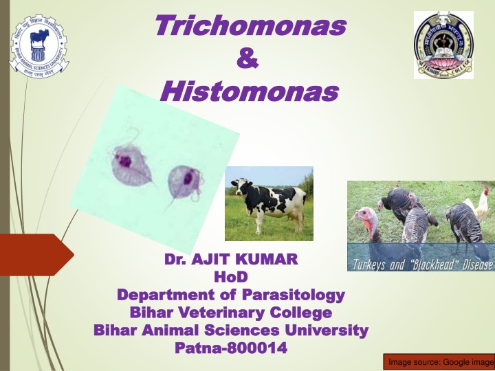 trichomonas trichomonas histomonas histomonas