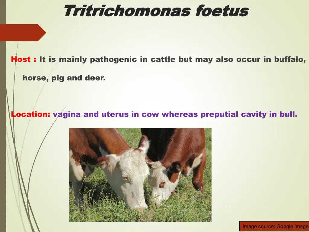 tritrichomonas tritrichomonas foetus 1