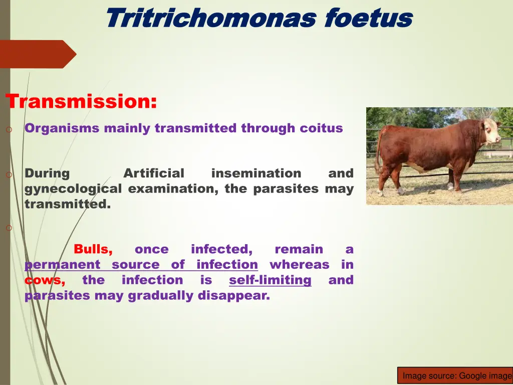 tritrichomonas tritrichomonas foetus 2