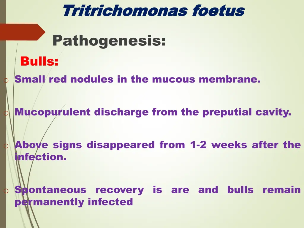 tritrichomonas tritrichomonas foetus 5