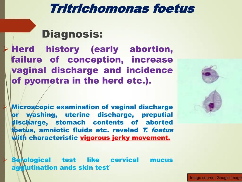 tritrichomonas tritrichomonas foetus 7