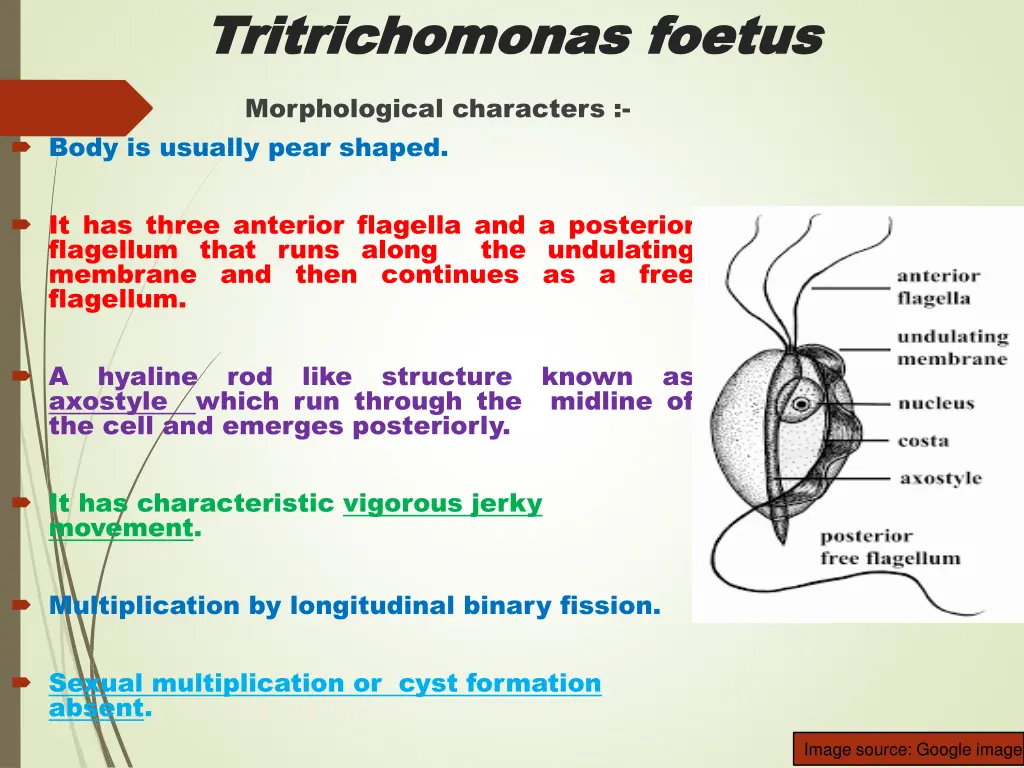 tritrichomonas tritrichomonas foetus