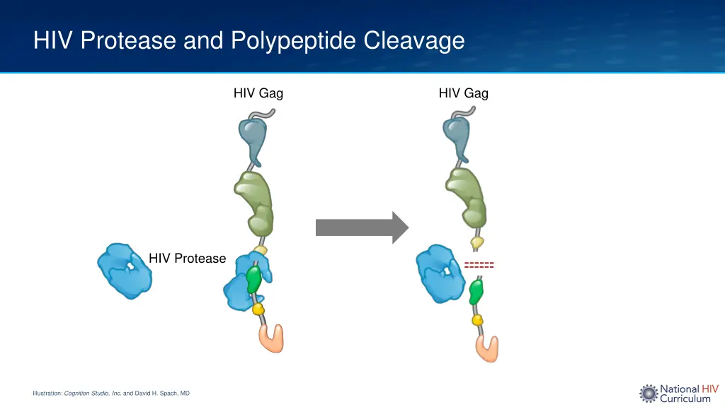 hiv protease and polypeptide cleavage