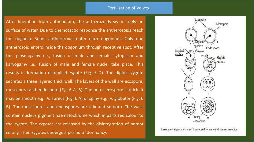 fertilization of volvox