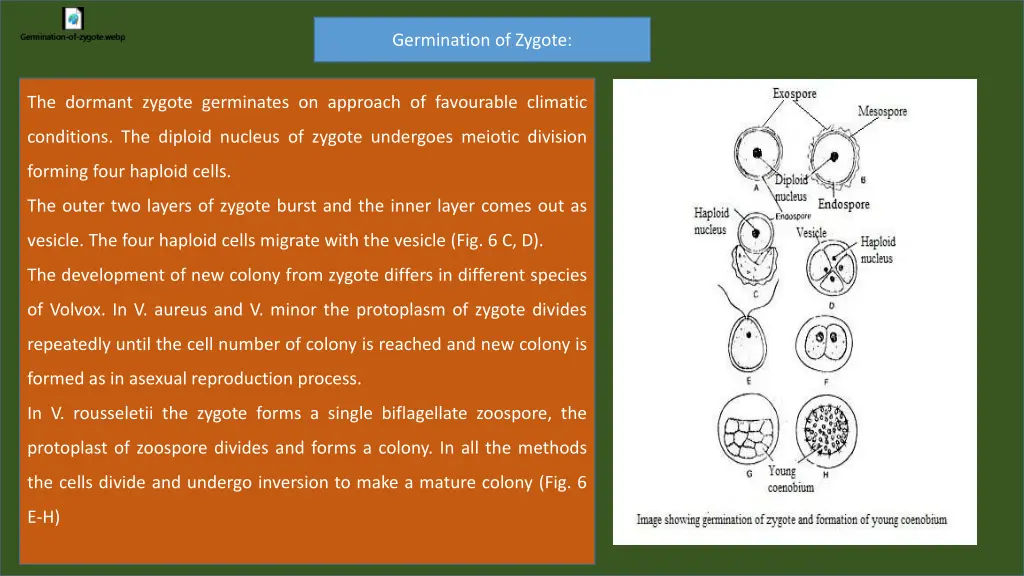 germination of zygote
