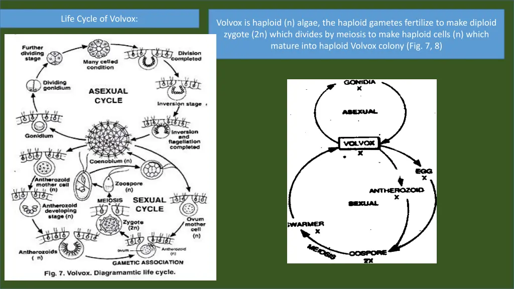 life cycle of volvox