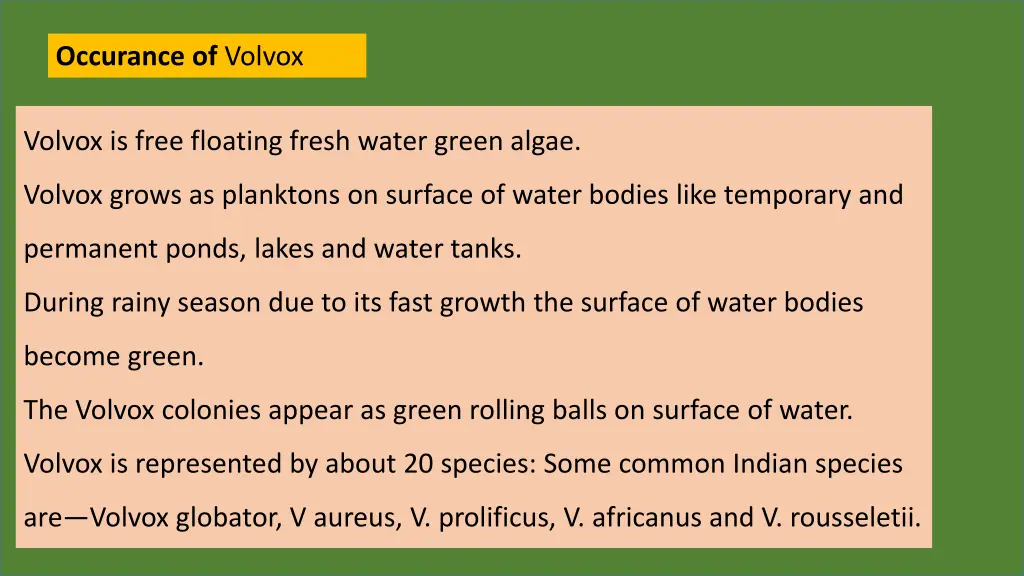 occurance of volvox