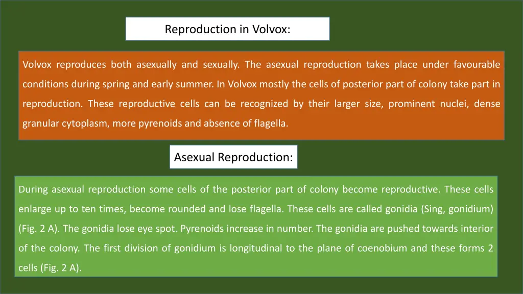 reproduction in volvox