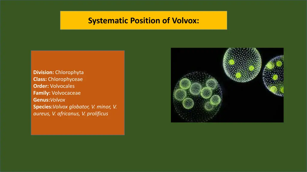 systematic position of volvox