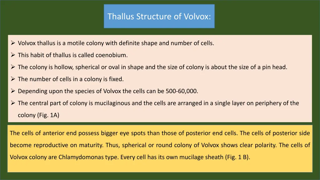 thallus structure of volvox