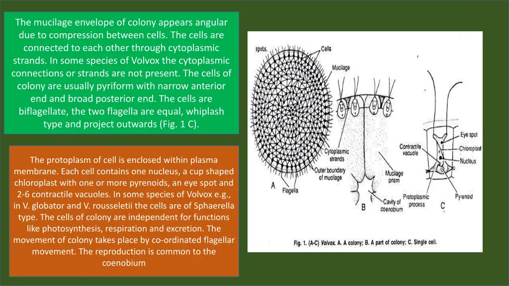 the mucilage envelope of colony appears angular