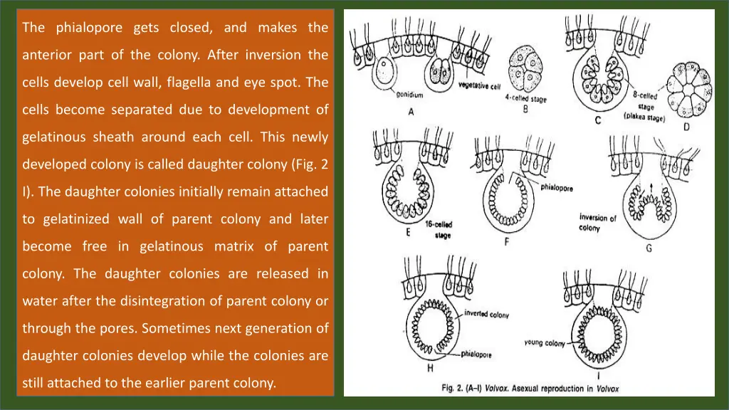 the phialopore gets closed and makes the