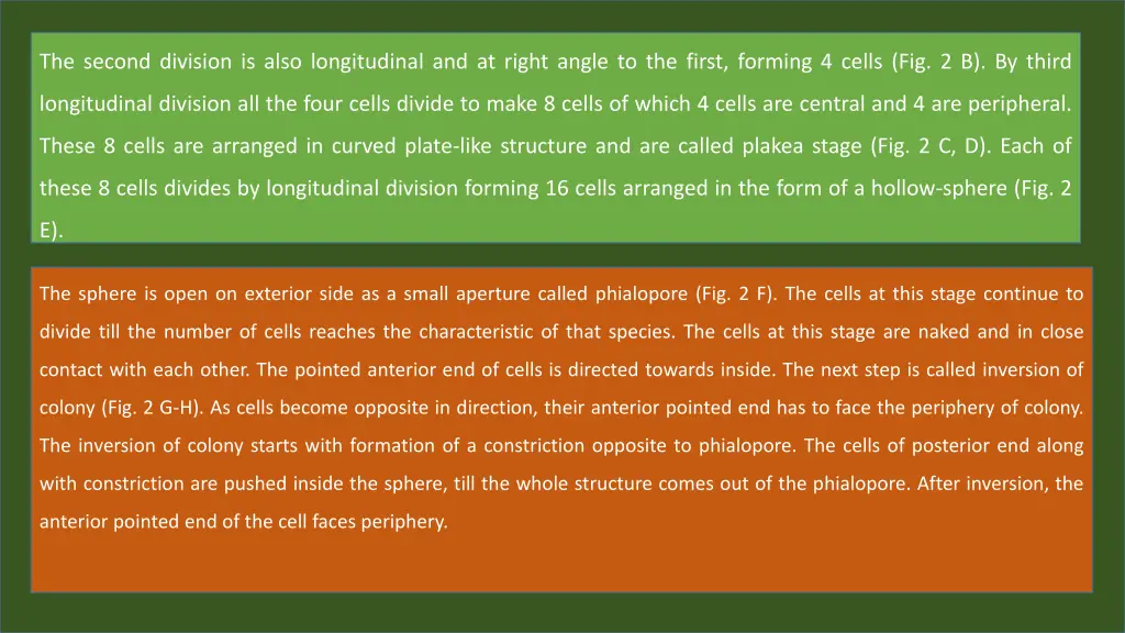 the second division is also longitudinal