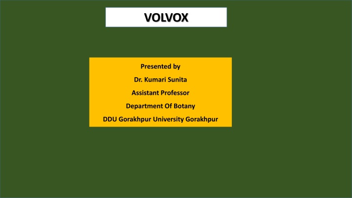 volvox