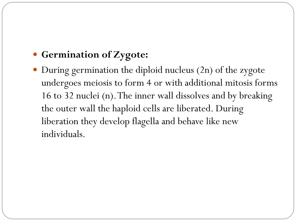 germination of zygote during germination