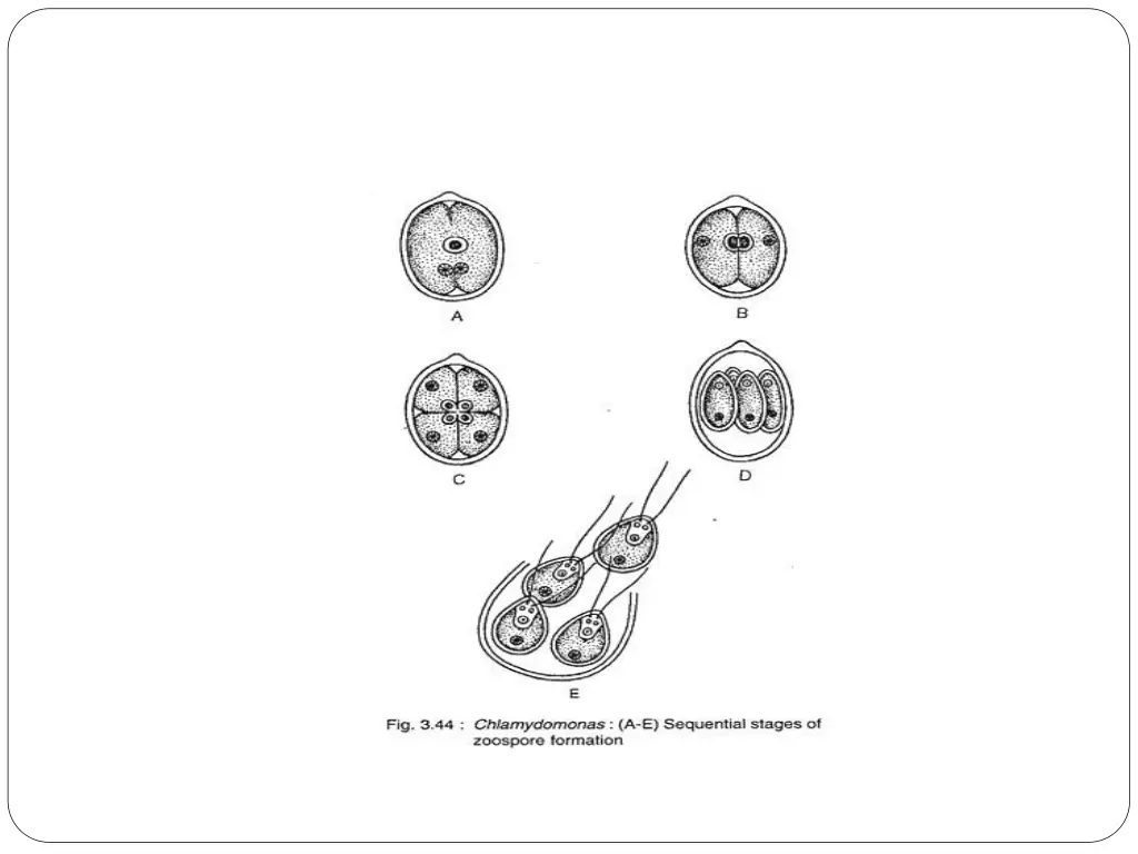 slide11