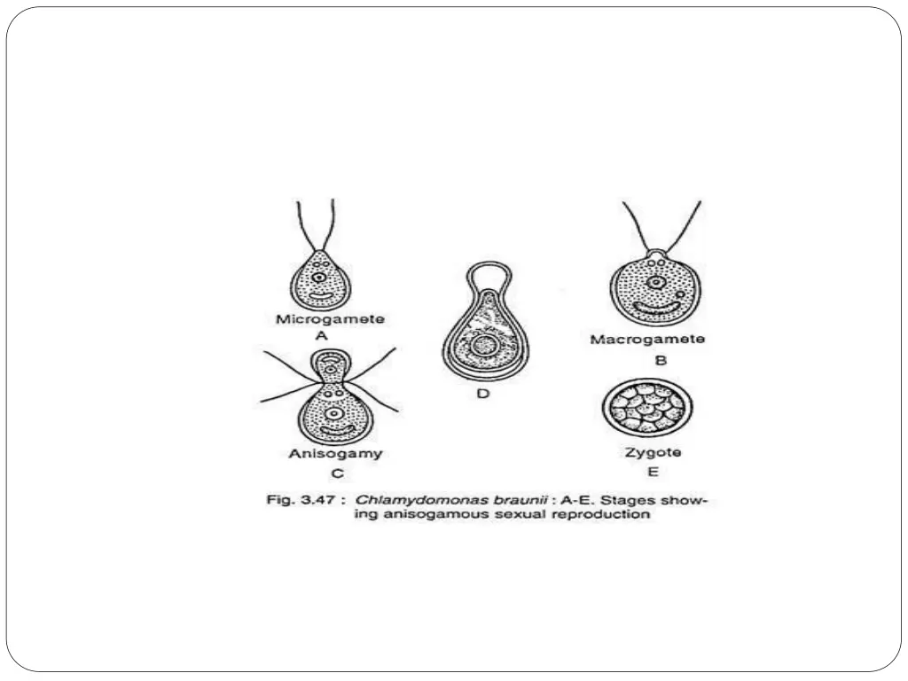 slide19