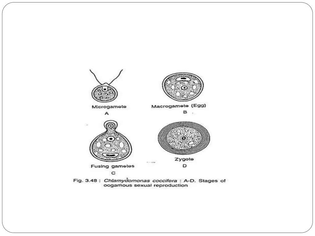 slide21