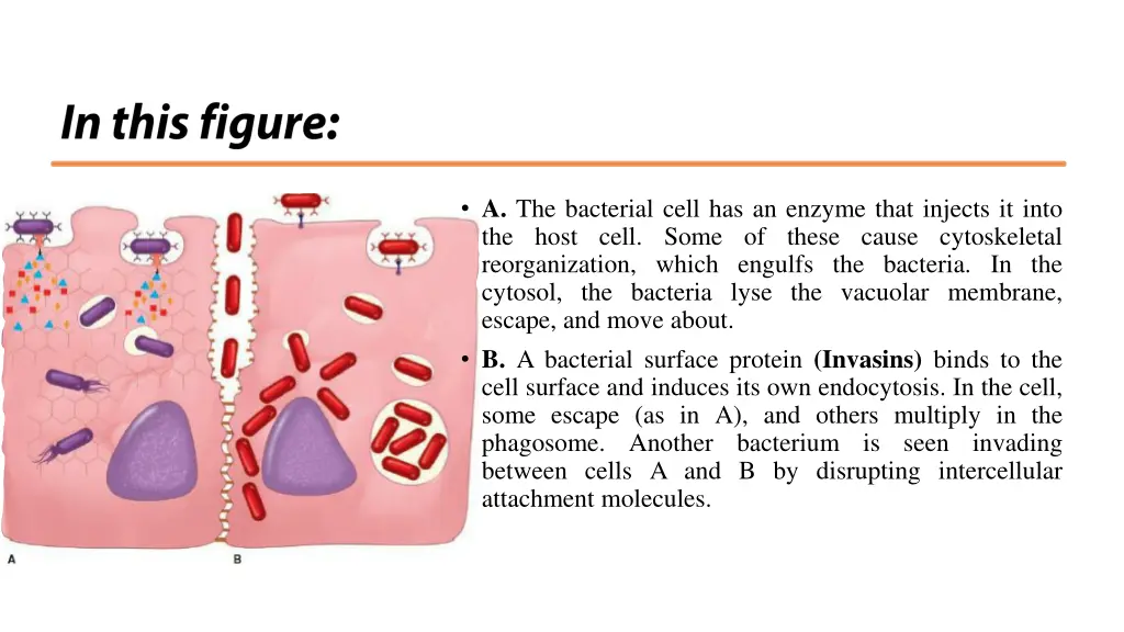 a the bacterial cell has an enzyme that injects