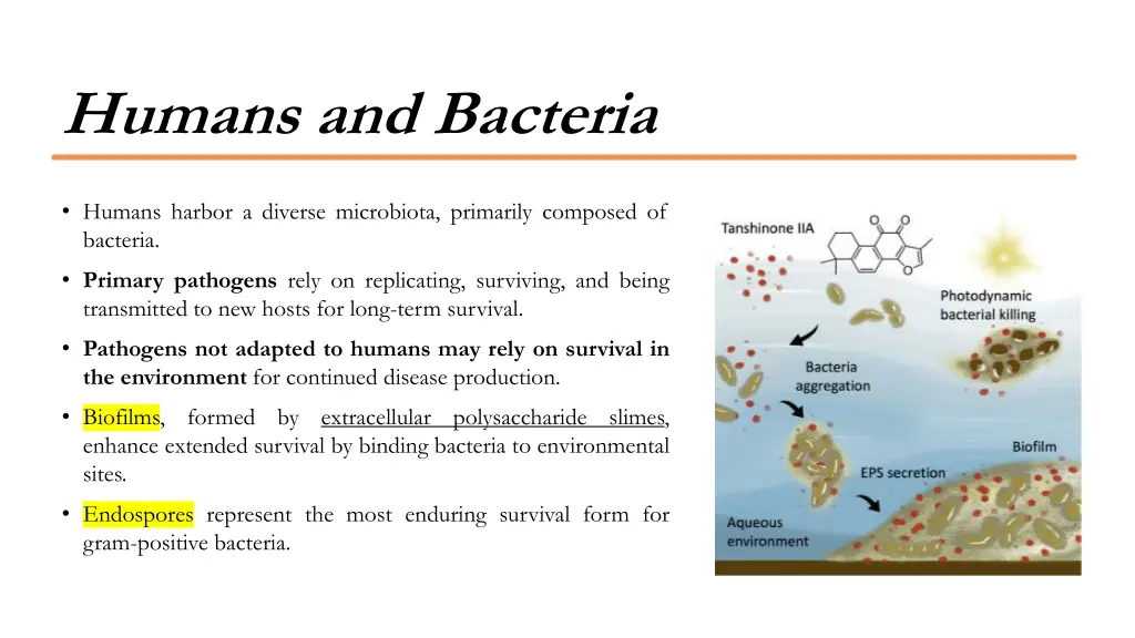 humans and bacteria