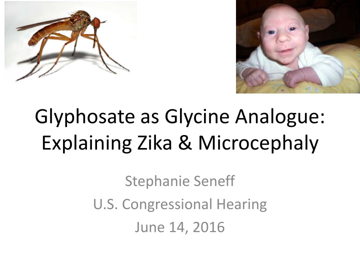 glyphosate as glycine analogue explaining zika