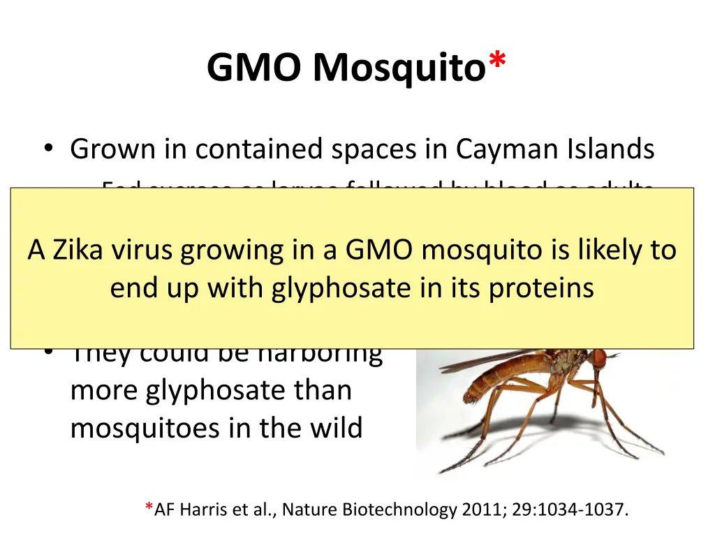 gmo mosquito 1