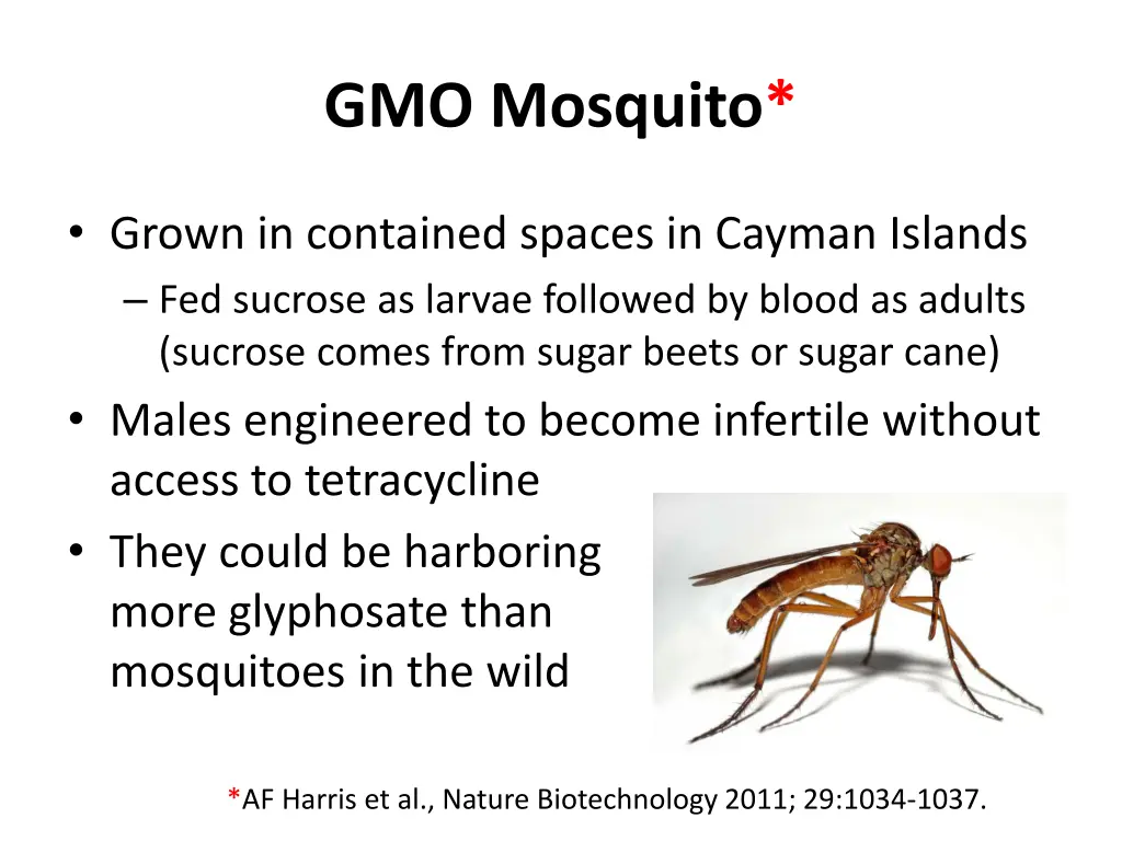 gmo mosquito