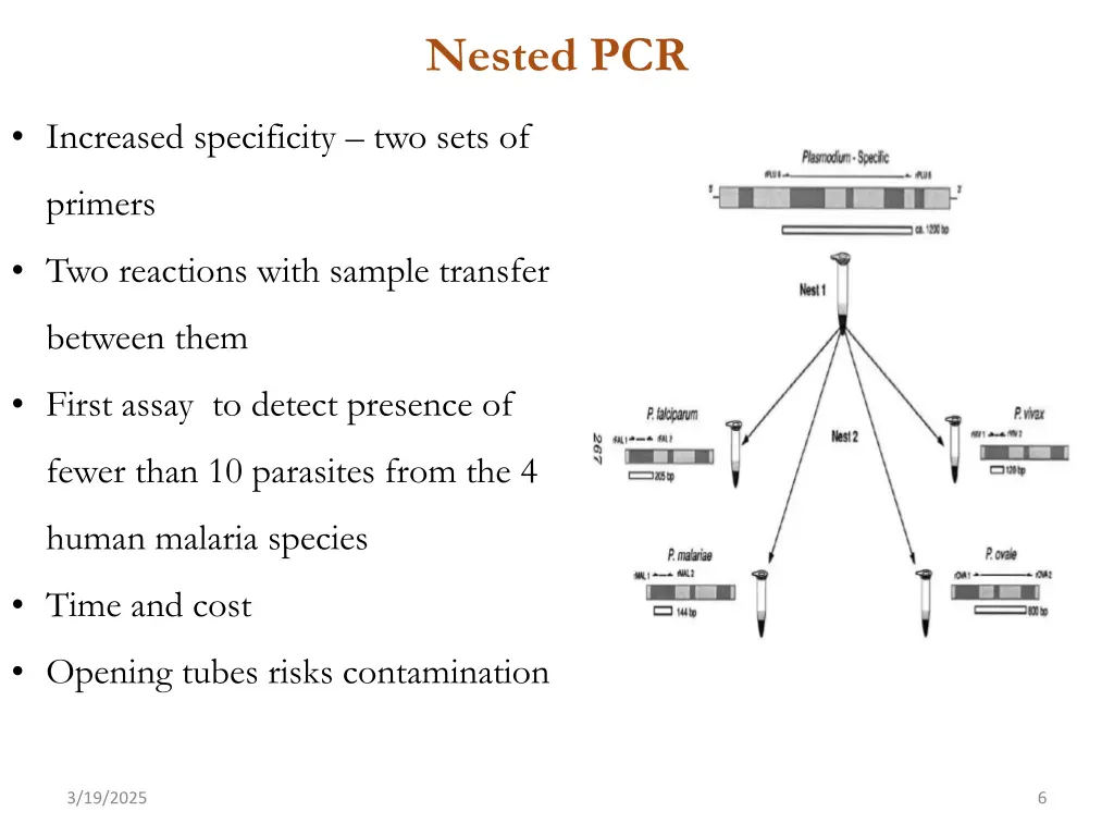 nested pcr