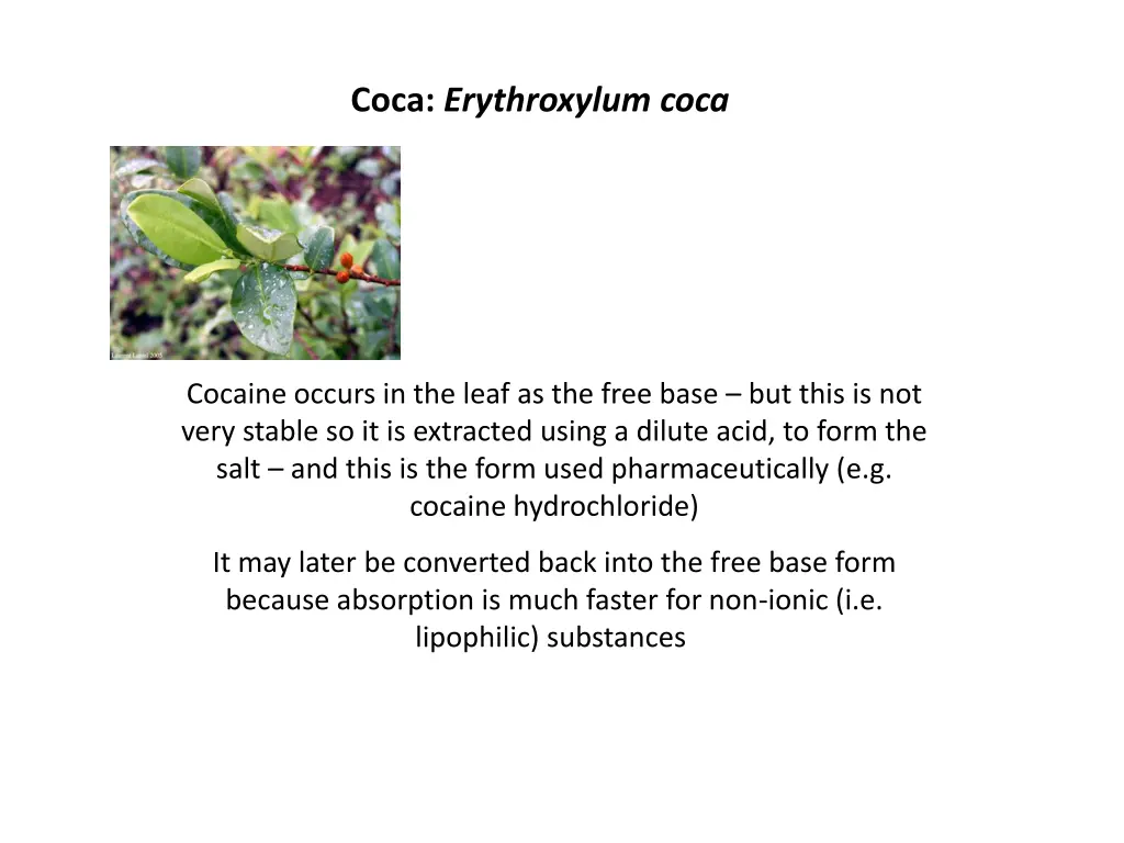 coca erythroxylum coca