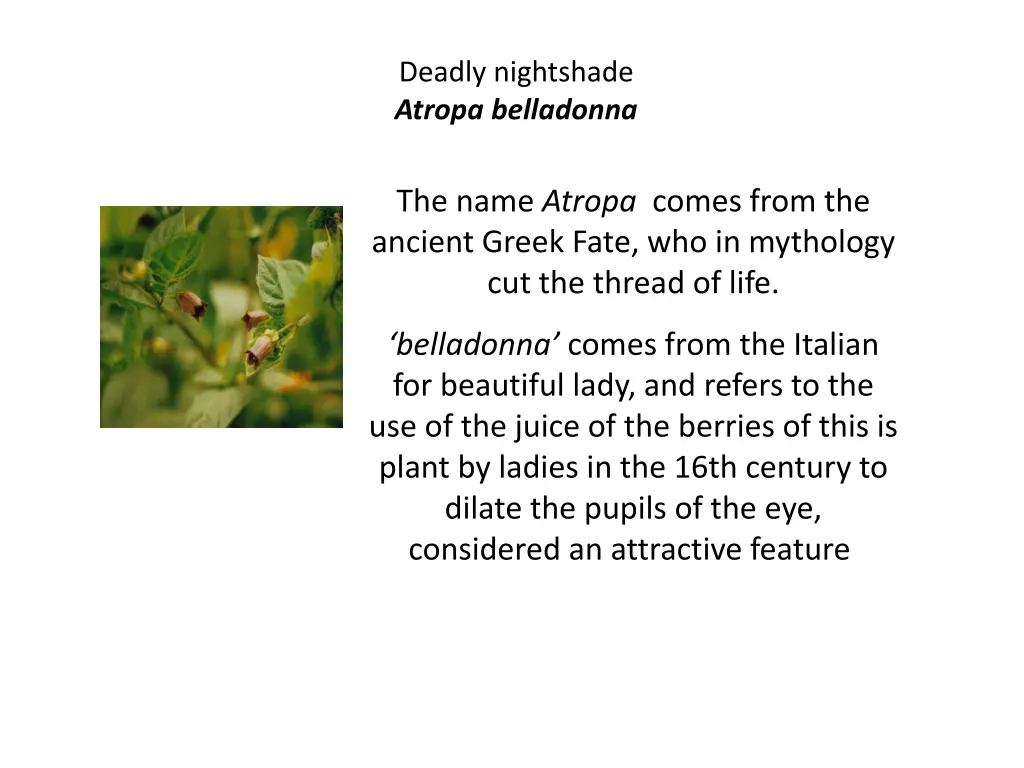 deadly nightshade atropa belladonna