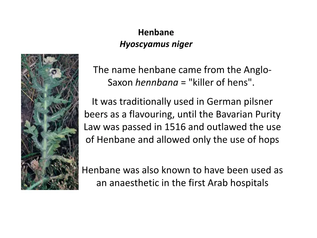 henbane