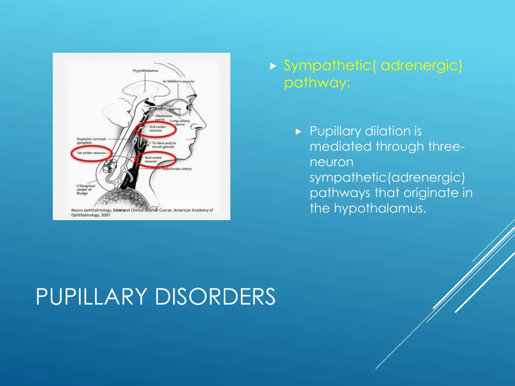 sympathetic adrenergic pathway