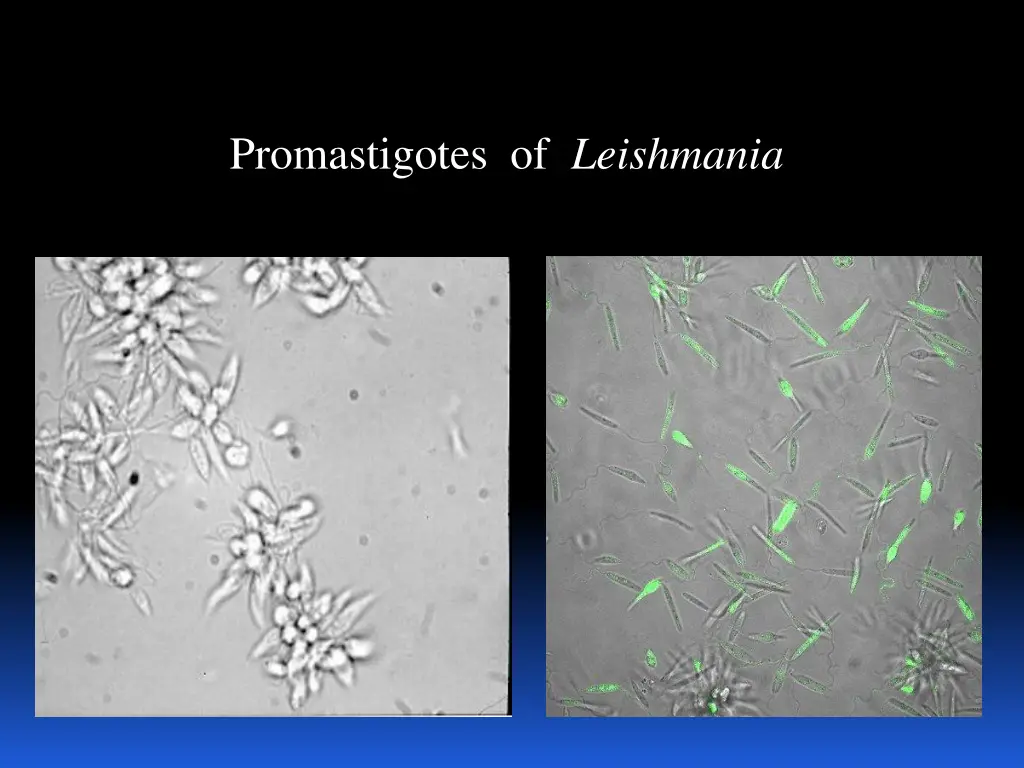 promastigotes of leishmania 1
