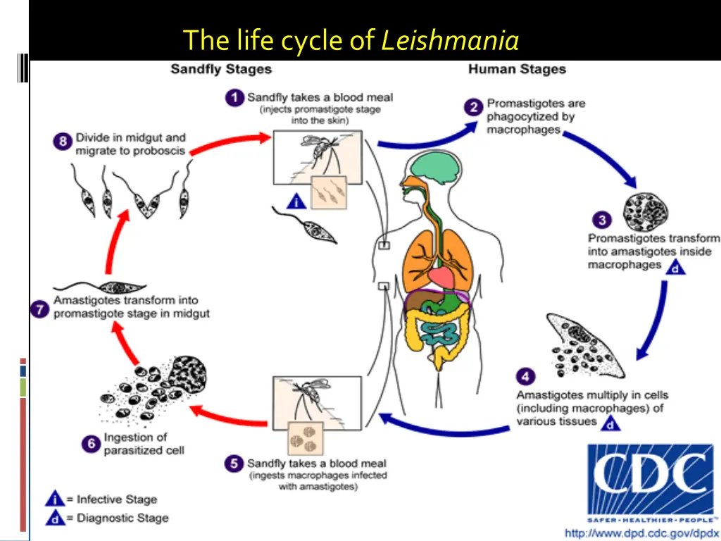 the life cycle of leishmania