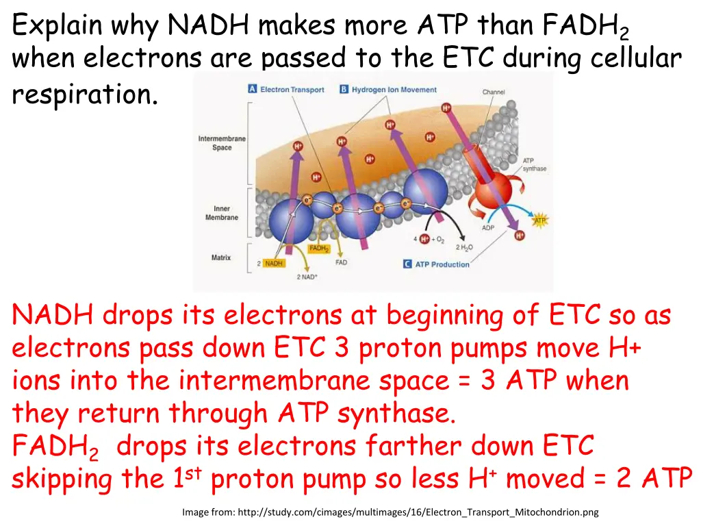 explain why nadh makes more atp than fadh 2 when 1